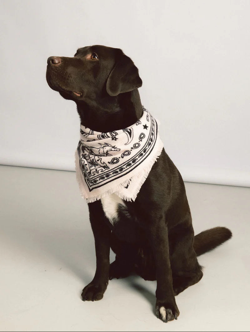 Cashmere Nele Scarf Small